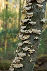Turkey tail mushrooms cling to bark of hardwood tree trunk