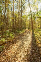 Obraz premium Sunburst light drenched trail covered in autumn leaves In Congaree National Park