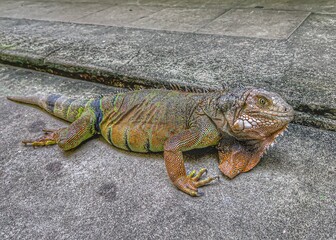 iguana on the rock