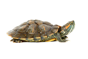 Water turtle in PNG isolated on transparent background - 553795819