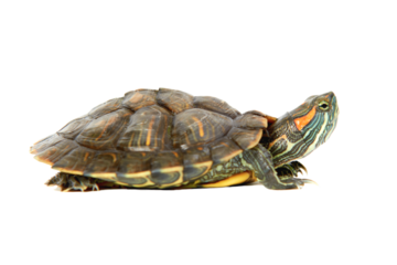 Water turtle in PNG isolated on transparent background