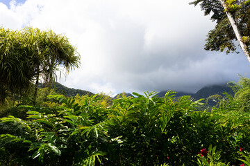 Jungle ferns in jungle forest with grey sky, Martinique