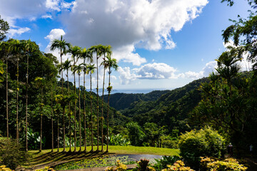 Green moutains landscape with palm trees, jungle forest and ocean in background, Martinique