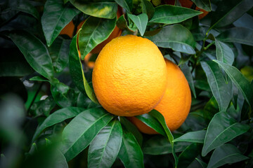 oranges mûres sur un oranger en gros plan	