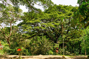 Huge tree in a tropical garden