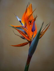 When Things Look Back: A Bird of Paradise