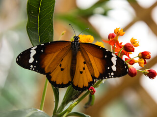 butterflies on leaves, on flowers, on stems, on rocks. Natural environment, feeding, beautiful, sweet, delicate