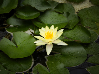 water lily in the pond