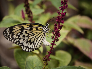 butterflies on leaves, on flowers, on stems, on rocks. Natural environment, feeding, beautiful, sweet, delicate