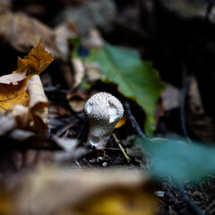 Mushrooms, Fungi, in fields, on trees, natural growth, Mushroom picking