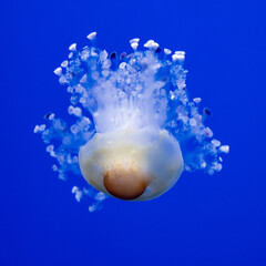 Jellyfish in water with blue background swimming