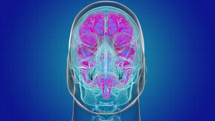 Human brain anatomy for medical concept 3D