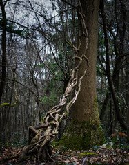 vine climbing tree from a distance