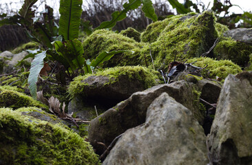 Moss on rocks in woodland taken close up