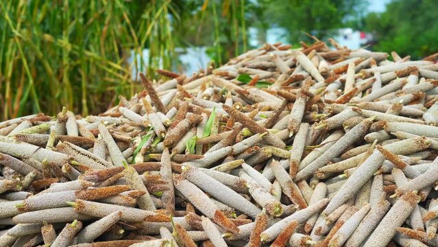 Pile of ripe millet (Bajra). Fresh stock of Pennisetum glaucum buds in a outdoor field. Indian summer crops harvesting concept. 4k slow motion.