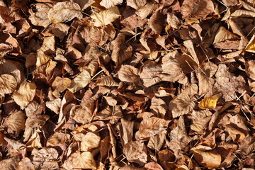 Trockenes Verwelktes Laub im Herbst