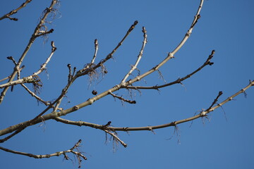 Zweige ohne Blätter vor blauem Himmel