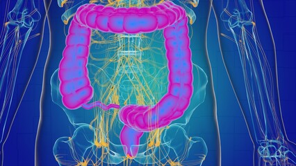Large intestine anatomy for medical concept 3D - obrazy, fototapety, plakaty