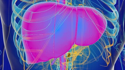 Liver anatomy for medical concept 3D rendering