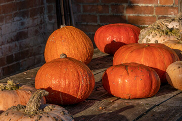 bright orange and warty pumpkins harvested and ready to carve for halloween