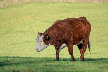 profile of a pretty brown cow with a white face in Winter sunshine
