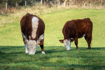 pretty brown calves with white faces grazing in winter sunshine