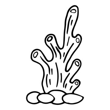 hand drawn cartoon seaweed isolated on white background