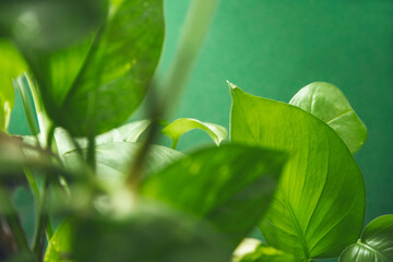 Pflanzen Detail vor grünem Hintergrund