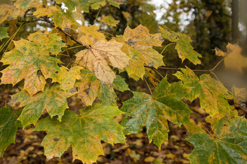 Autumn foliage.
Detail of some yellow leaves.