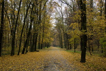 Autumn foliage.
Tree-lined parkway with typical autumn day and colors.