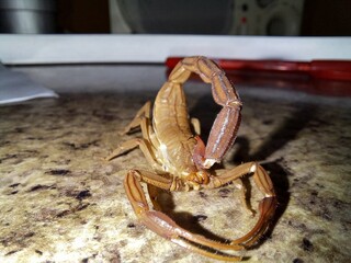 crab on the beach