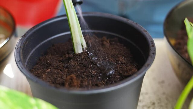 a woman watering the ground in a pot with a houseplant sprout. Scindapsus golden