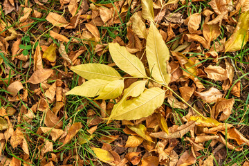 autumn leaves background