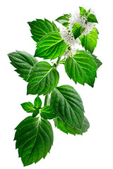 Peppermint (Mentha piperita) flowering plant, isolated png