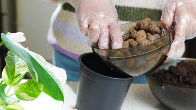 a woman pours drainage stones and soils into pots to houseplant sprouts. 