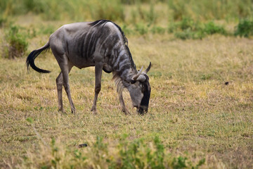 The Wildebeest in the African savanna. National park in Kenya.