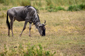 The Wildebeest in the African savanna. National park in Kenya.