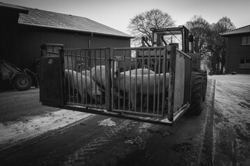 young pigs are transported in a cage by a wheel loader