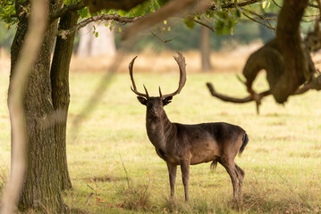 Stag, deer looking towards viewer in a field with defocused trees in the foreground 