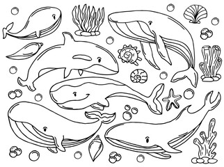 Whales color sketch set. Big collection of different hand drawn whales and dolphins in engraving style. Zoological illustration of ocean mammals © Rina Design