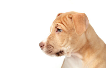 Isolated puppy headshot or side profile. Cute side view of large beige boxer mix puppy dog looking at something off screen. 12 weeks old, female Boxer Pitbull mix breed, fawn color. Selective focus.