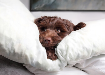 Funny puppy lying between pillows with playful body language while looking at camera. Cute front view of puppy dog comfortable on sofa. 2 months old female chocolate labradoodle dog. Selective focus. © Petra Richli