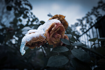 withered rose blossom is covered by snow.