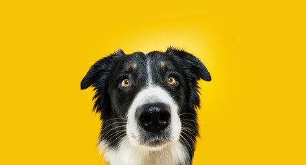 Close-up attentive border collie dog looking at camera. Isolated on yellow background