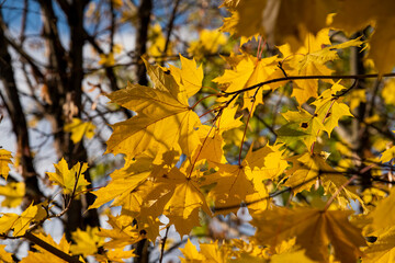 Autumn Gold