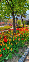 Fototapeta na wymiar tulips in the park