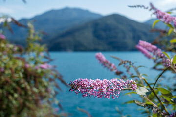 fiore in riva al lago