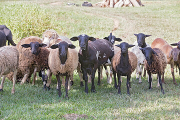 Flock of sheep on pasture. Countryside of Brazil