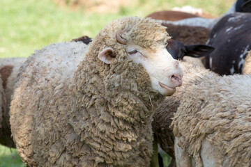 Flock of sheep on pasture. Countryside of Brazil