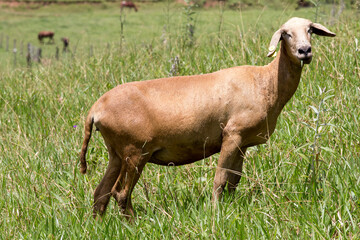 Sheep grazing on green grass hill on countryside of Brazil